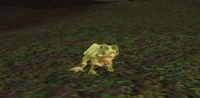 Image of Scalawag Frog