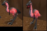 Image of Pinky