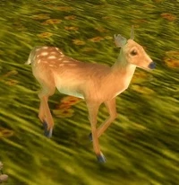Image of Fawn