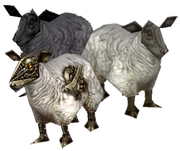 A sheep.