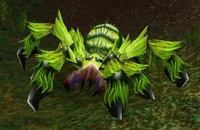 Image of Forest Moss Creeper