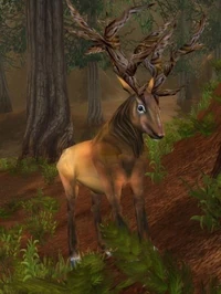 Image of Antlered Courser