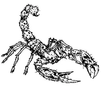 Image of Scorpion