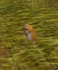 Image of Prairie Dog