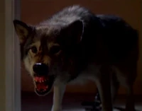 The wanshang dhole.