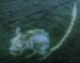 A Ghoul Rat
