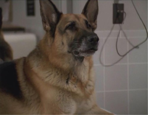 German Shepherd - Memory Alpha, the Star Trek Wiki