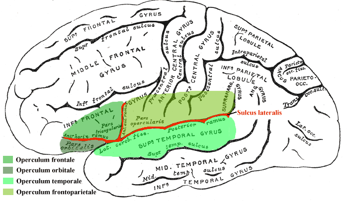 Opercular part of inferior frontal gyrus - Psychology Wiki