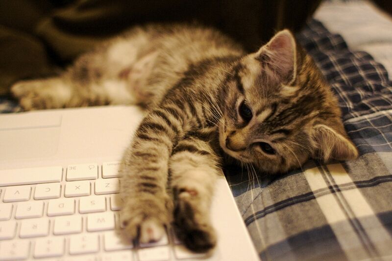 Im a Mac fan #kitten | Cat purr, Cute animals, Kittens