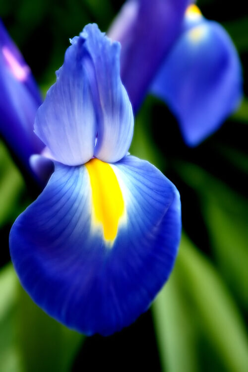 Iris - Symbolism Wiki
