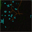 Hero's Hollow