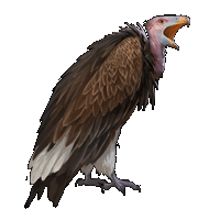 Turkey Vulture - MafiaWarsWiki - Your Mafia Wars Resource