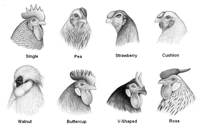 Image comb types jpg chicken wiki