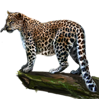 Image - Amur Leopard.png - MafiaWarsWiki - Your Mafia Wars Resource