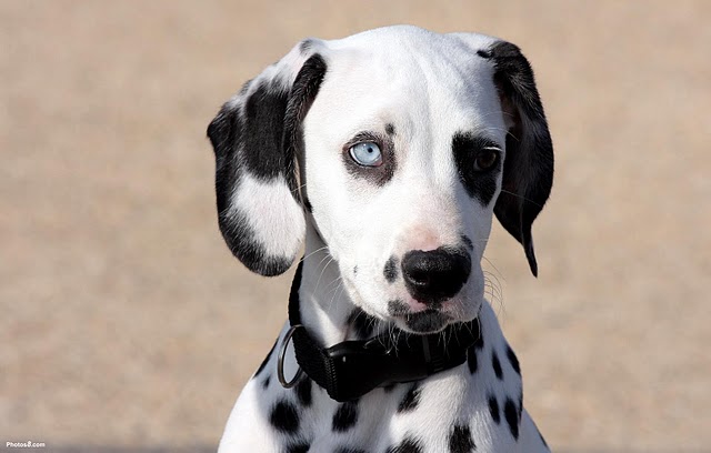 Image - Blue eyed dalmatian dog-other.jpg - AKCMisfits Wiki